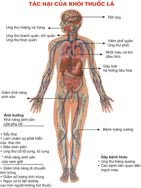 Tác Hại Của Thuốc Lá Đối Với Sức Khỏe